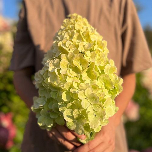 Гортензия Полярный медведь